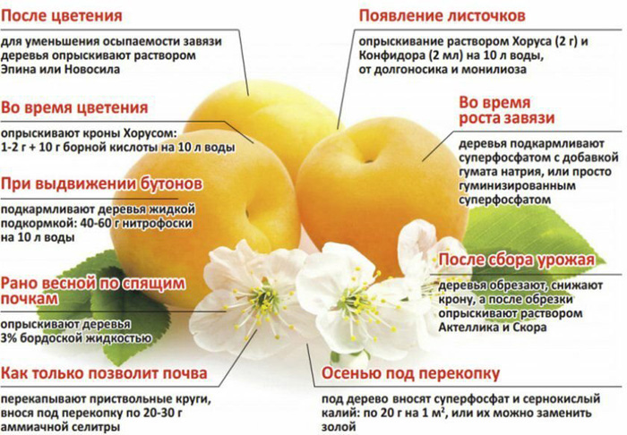 Абрикосы в Подмосковье — лучшие сорта, посадка и уход