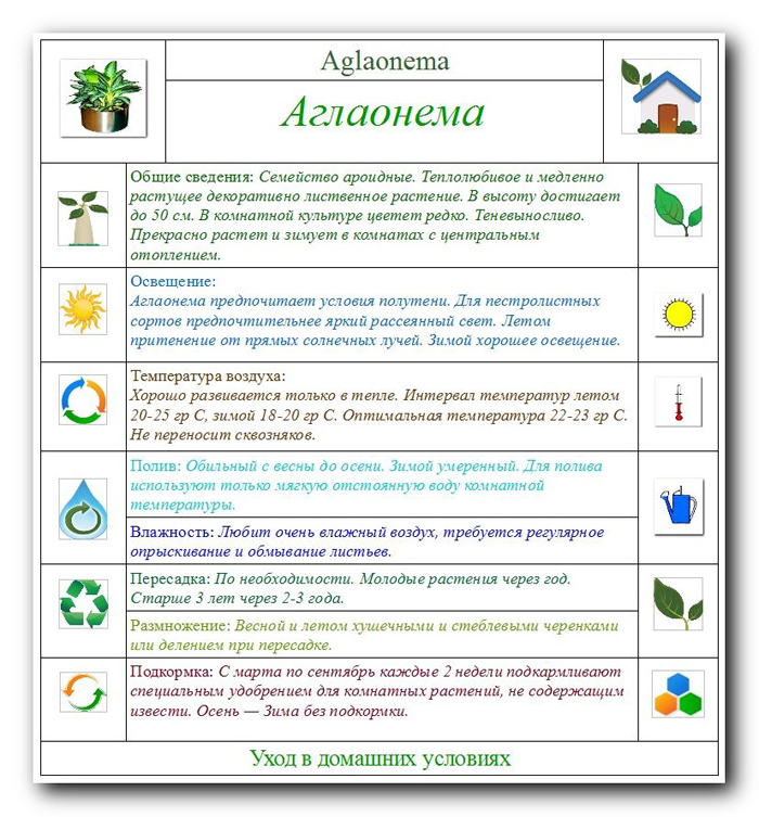 Аглаонема в домашних условиях — описание, уход, фото цветка