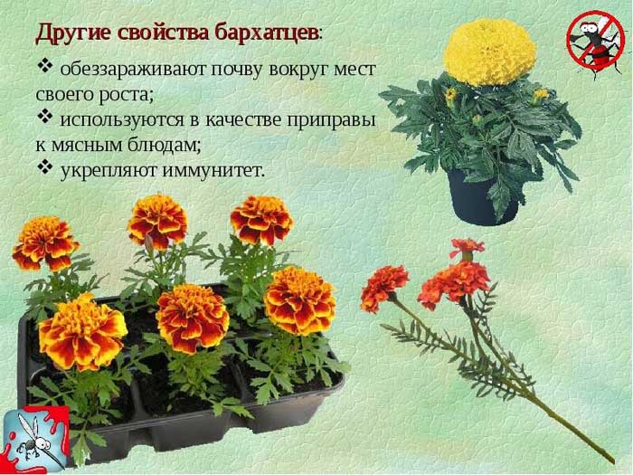 Бархатцы (70 фото) — сорта, выращивание и уход за самым полезным цветком