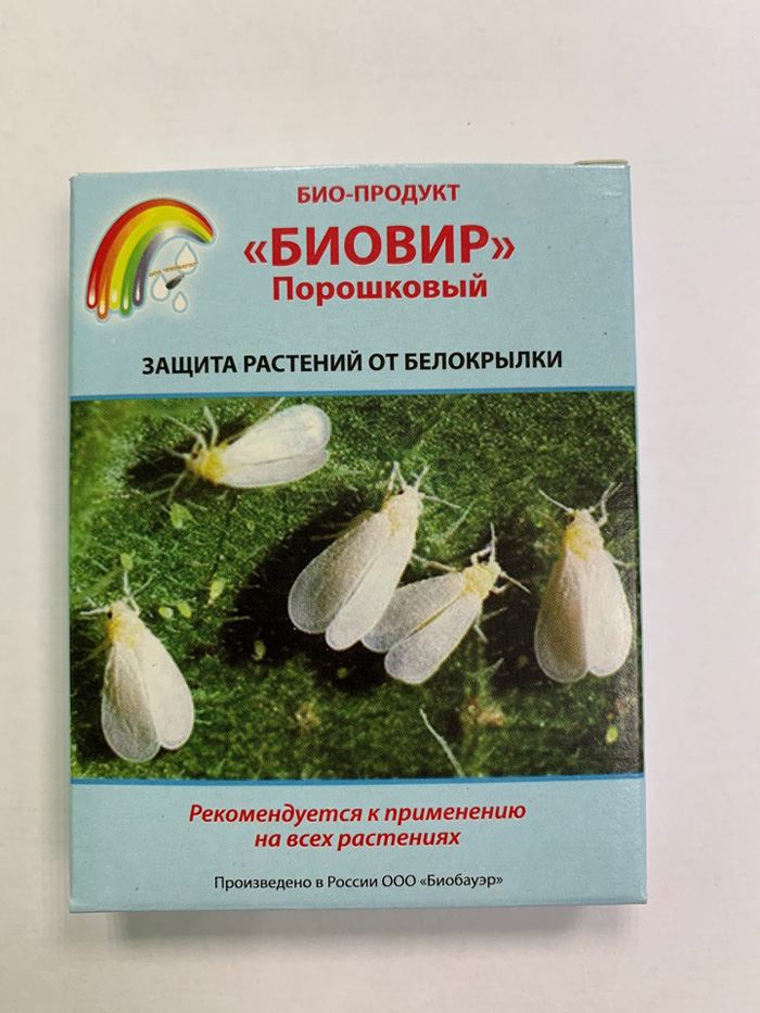 Белокрылка: как выглядит, чем питается, как от нее избавиться