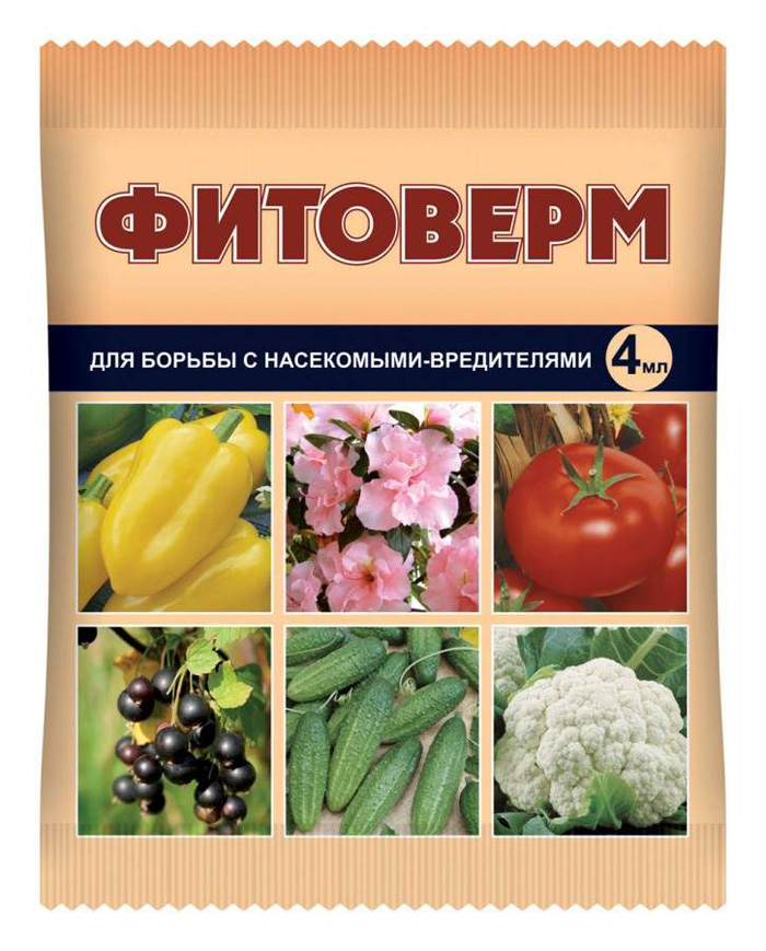 Белокрылка: как выглядит, чем питается, как от нее избавиться