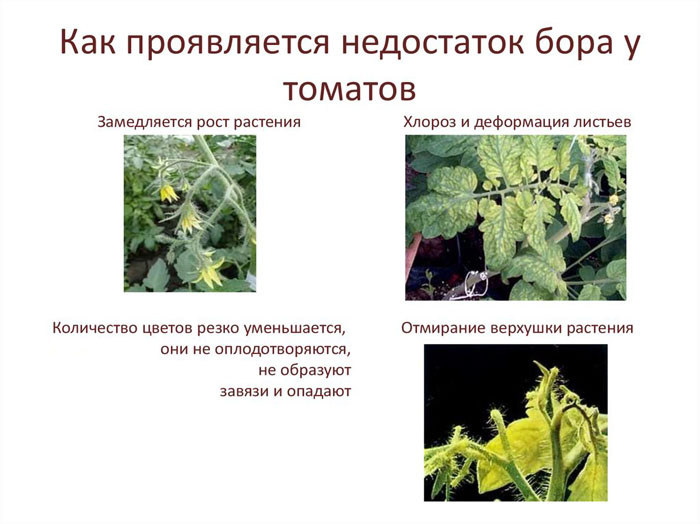 Борная кислота для томатов: как применять для увеличения урожая