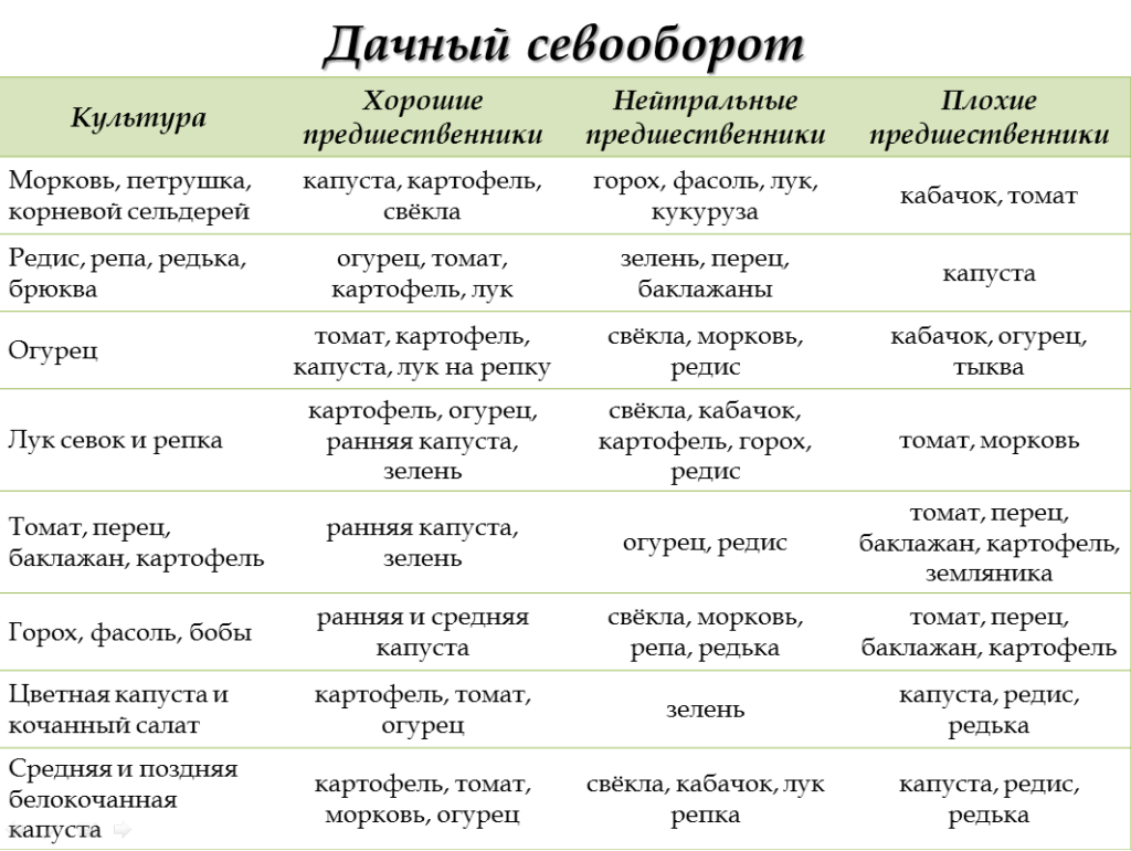 Брюква – что это за овощ, его полезные свойства. Выращивание брюквы