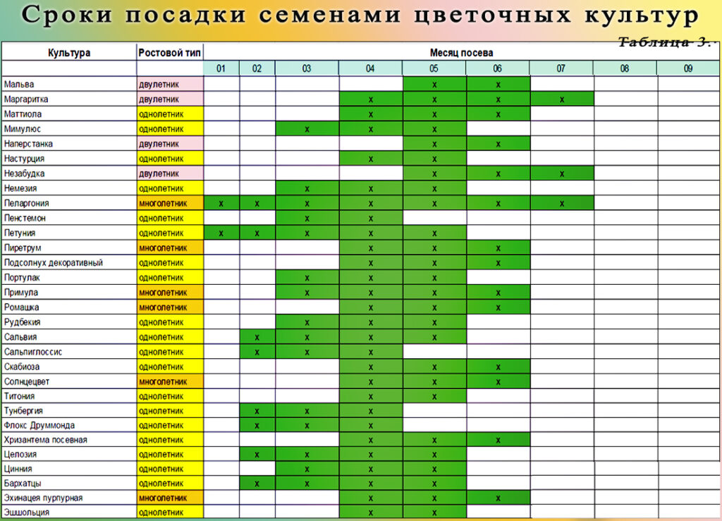 Что посадить на рассаду или в теплицу в марте 2024 года