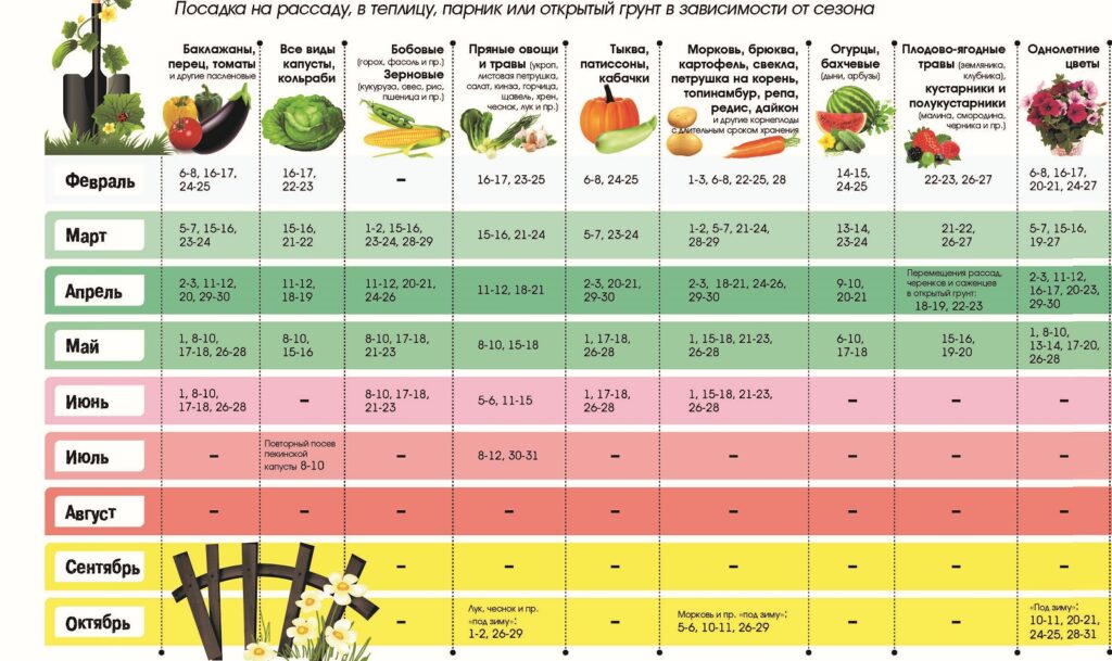 Что посадить на рассаду или в теплицу в марте 2024 года