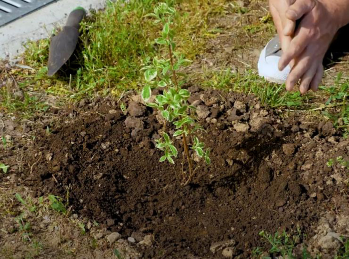 Чубушник — всё о садовом жасмине: описание, виды и сорта, посадка и уход