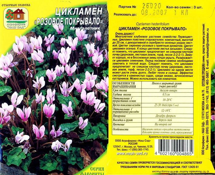 Цикламен в домашних условиях (50 фото) – описание, виды, посадка и уход