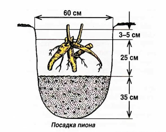 Древовидный пион (50 фото): описание, сорта, посадка и выращивание в открытом грунте