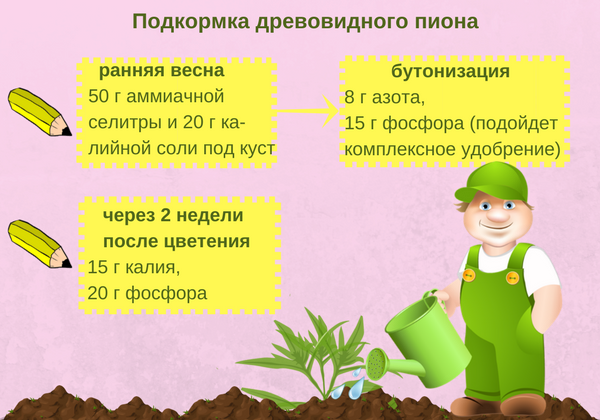 Древовидный пион (50 фото): описание, сорта, посадка и выращивание в открытом грунте