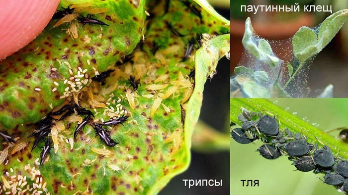 Древовидный пион (50 фото): описание, сорта, посадка и выращивание в открытом грунте