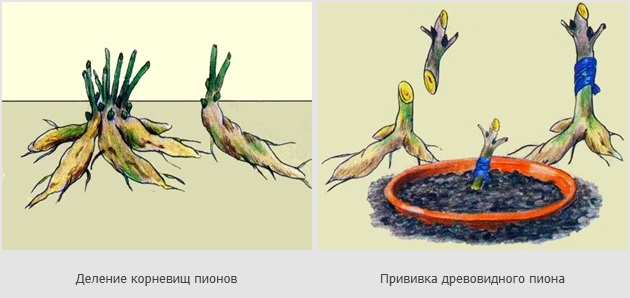 Древовидный пион (50 фото): описание, сорта, посадка и выращивание в открытом грунте