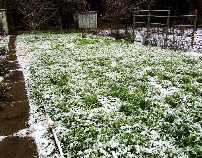 Фацелия как сидерат — описание, когда сеять и перекапывать