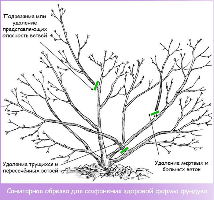 Фундук (лещина) — как вырастить орех: сорта, посадка, уход, размножение