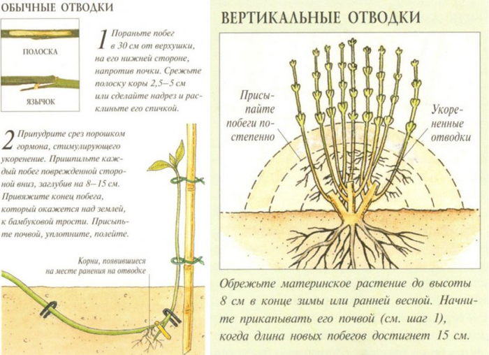 Фундук (лещина) — как вырастить орех: сорта, посадка, уход, размножение