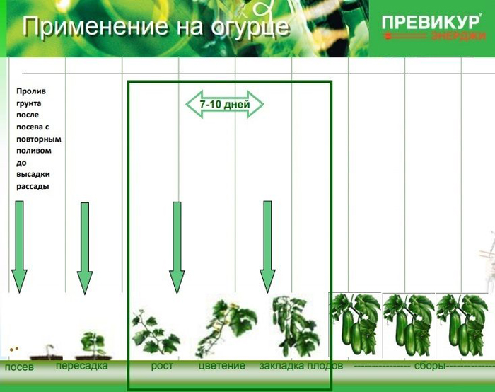 Фунгицид Превикур Энерджи — инструкция по применению для 100% эффективности