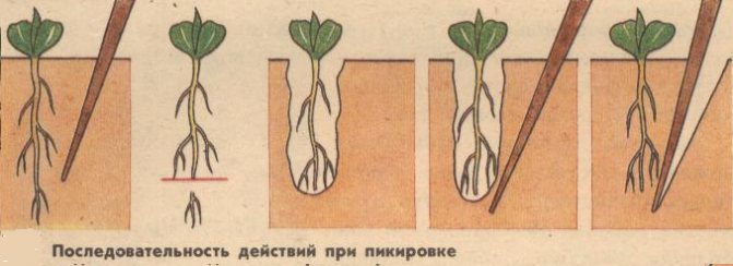 Геликония (40 фото) — описание, виды, выращивание и уход