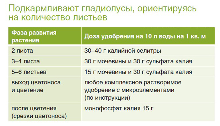 Гладиолусы (155 фото): описание, виды и сорта, размножение, посадка в открытый грунт и уход