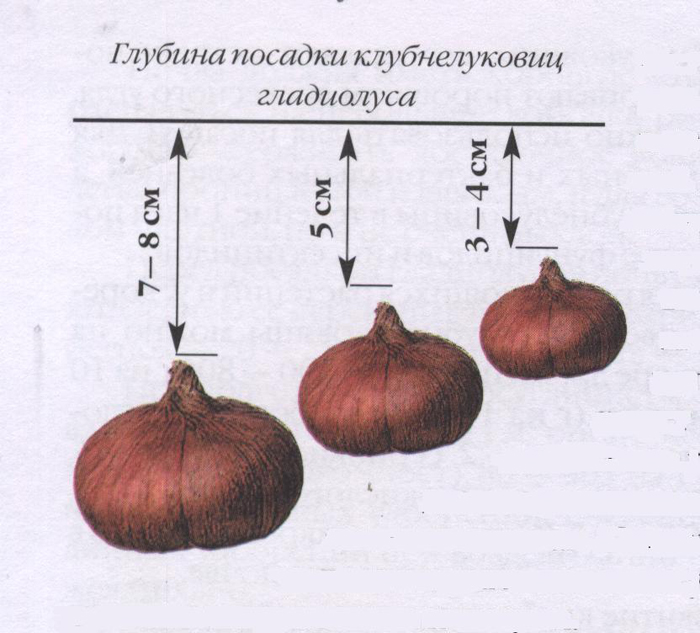 Гладиолусы (155 фото): описание, виды и сорта, размножение, посадка в открытый грунт и уход