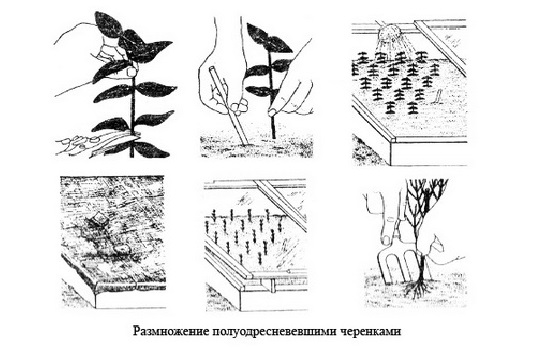 Глициния — описание, выращивание и уход. Советы для пышного цветения