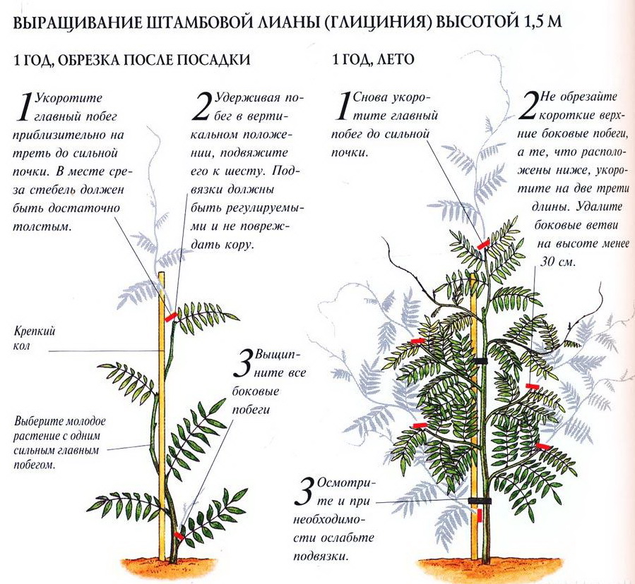 Глициния — описание, выращивание и уход. Советы для пышного цветения