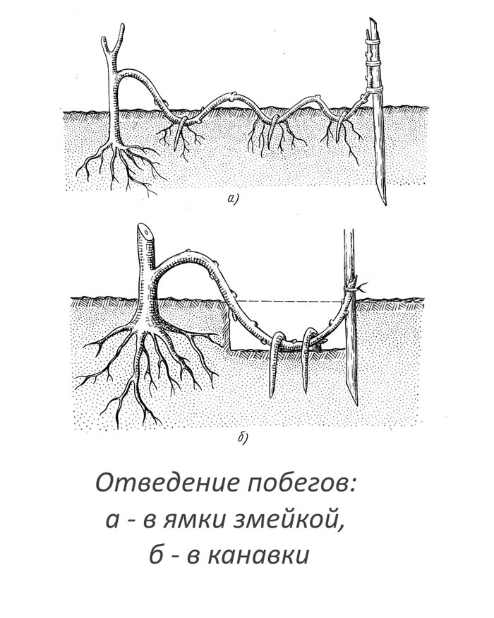 Глициния — описание, выращивание и уход. Советы для пышного цветения