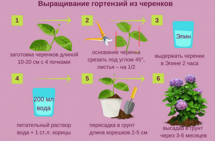 Гортензия метельчатая Фрайз Мельба (50 фото) — описание, посадка и уход