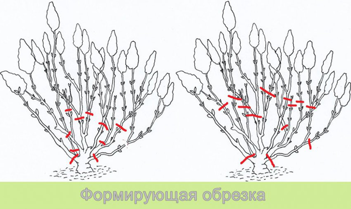 Гортензия метельчатая Фрайз Мельба (50 фото) — описание, посадка и уход