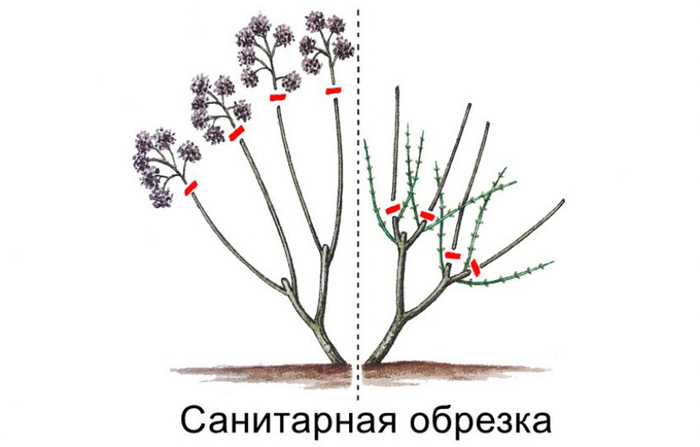 Гортензия метельчатая Фрайз Мельба (50 фото) — описание, посадка и уход