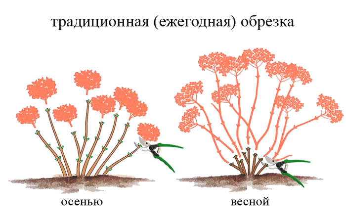 Гортензия метельчатая Фрайз Мельба (50 фото) — описание, посадка и уход