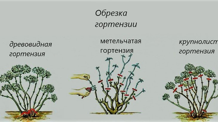 Гортензия метельчатая Ванилла Фрайз (55 фото) — описание сорта, посадка и уход