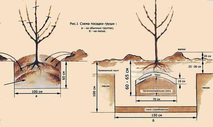 Груша медовая (25 фото) — описание сорта и отзывы