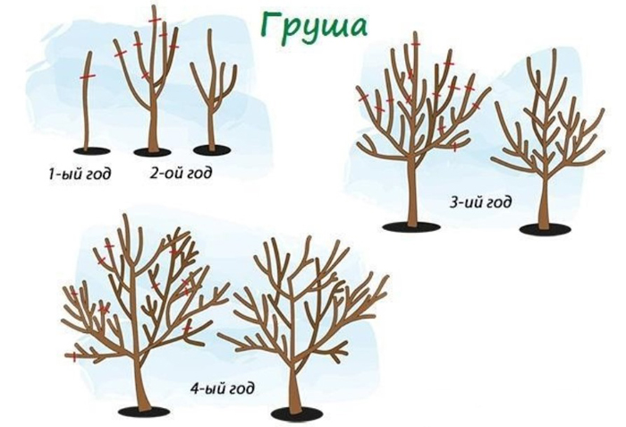 Груша медовая (25 фото) — описание сорта и отзывы