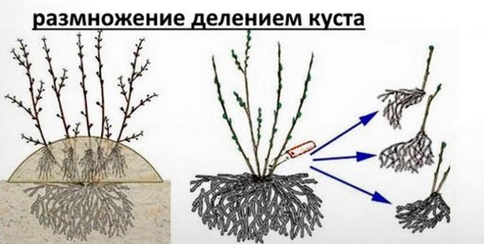 Йошта (40 фото) — описание, сорта, посадка и уход, обрезка, размножение