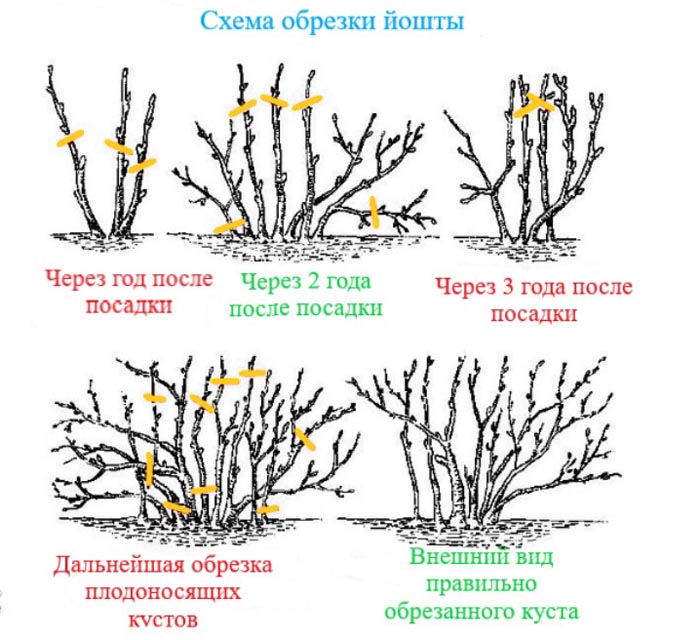 Йошта (40 фото) — описание, сорта, посадка и уход, обрезка, размножение