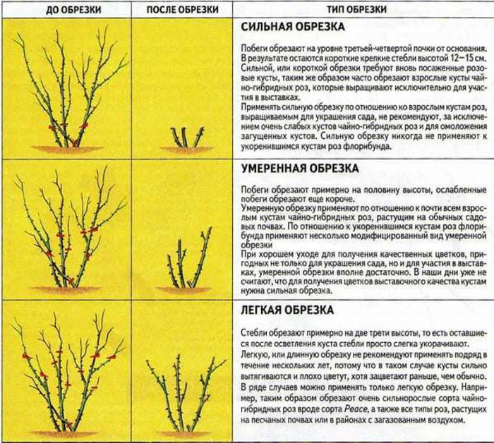 Как обрезать розы осенью 2024 года