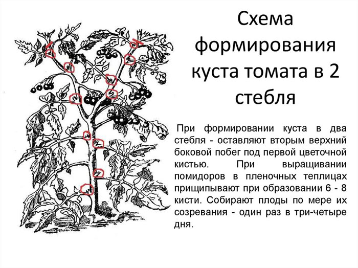 Как пасынковать помидоры в теплице и открытом грунте (40 фото): пошаговое описание, схемы для начинающих