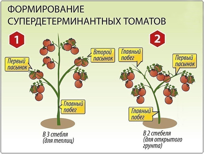 Как пасынковать помидоры в теплице и открытом грунте (40 фото): пошаговое описание, схемы для начинающих