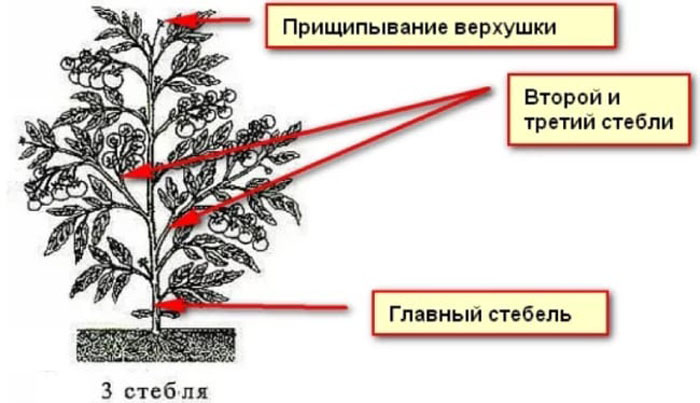 Как пасынковать помидоры в теплице и открытом грунте (40 фото): пошаговое описание, схемы для начинающих