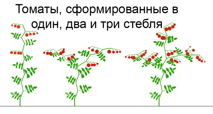 Как пасынковать помидоры в теплице и открытом грунте (40 фото): пошаговое описание, схемы для начинающих