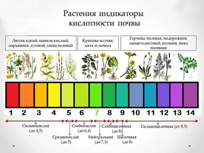 Как подкислить почву – основные способы для голубики, гортензии, хвойных