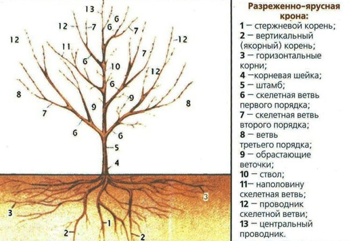 Как посадить грушу: рекомендуемые сорта, посадка, уход, обрезка