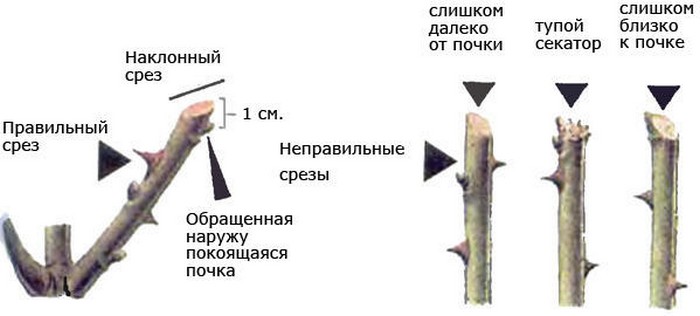 Как правильно сажать розы в открытый грунт