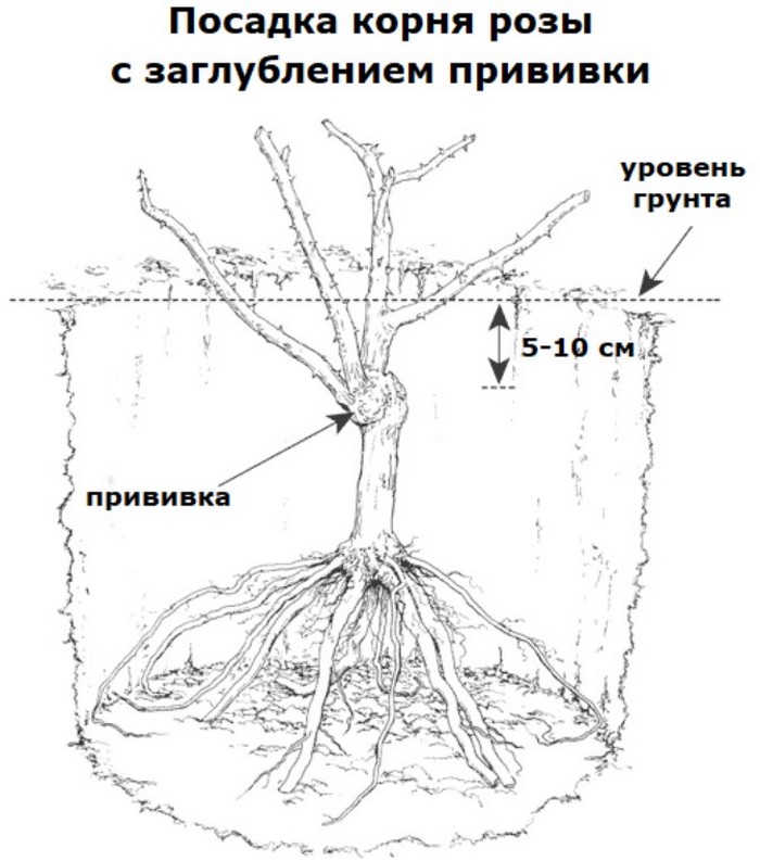 Как правильно сажать розы в открытый грунт