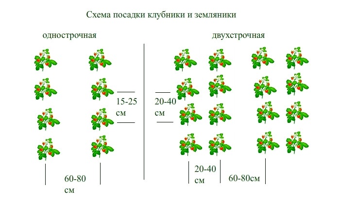 Как сажать клубнику осенью 2024 года