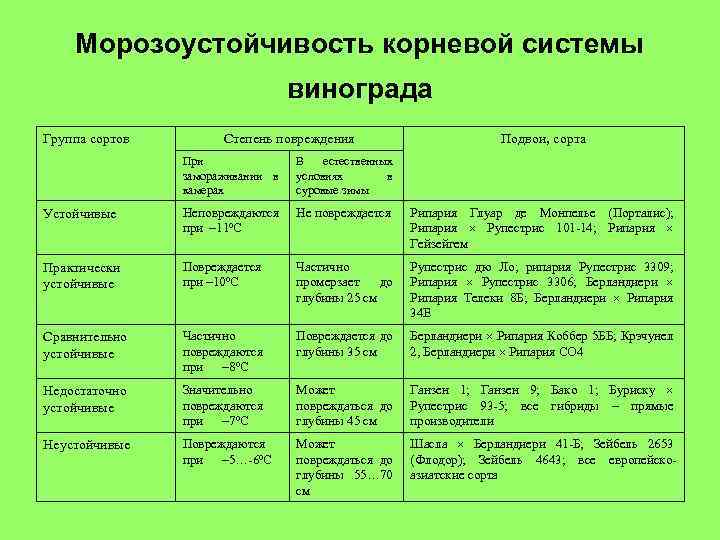 Как укрыть виноград на зиму — 7 рабочих способов