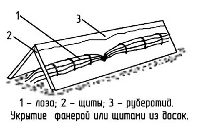 Как укрыть виноград на зиму — 7 рабочих способов