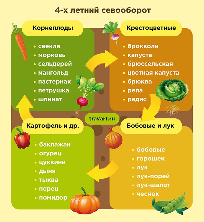 Как вырастить брокколи: сорта, выращивание капусты из семян, сбор урожая