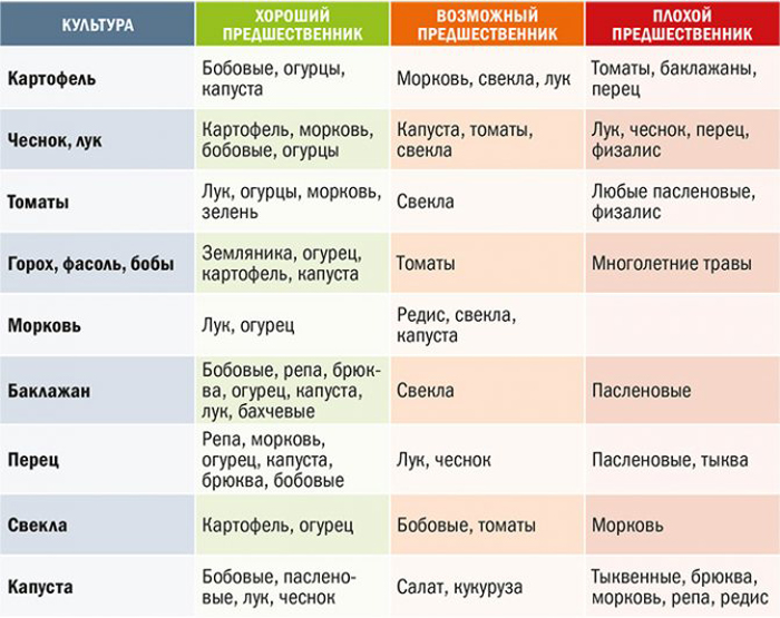 Как вырастить чеснок (30 фото) — правила выращивания ярового и озимого чеснока