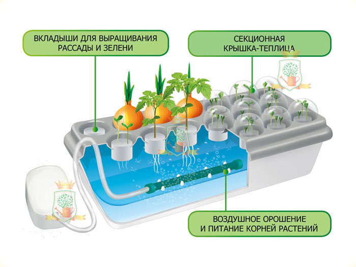 Как вырастить лук на подоконнике