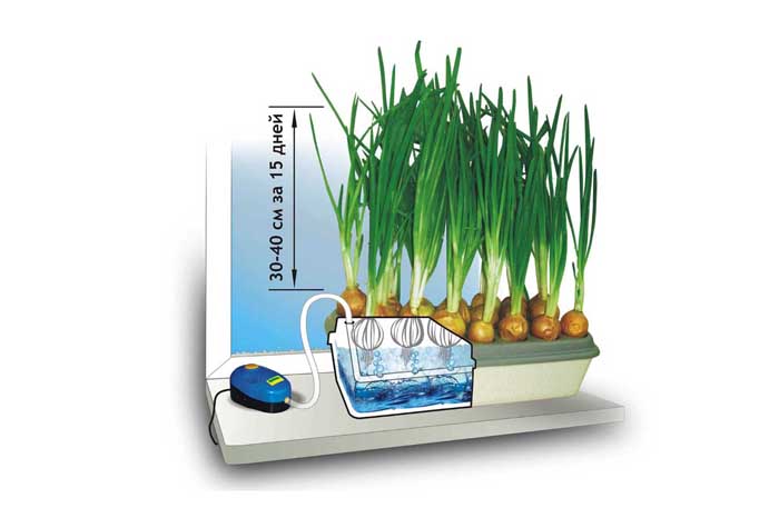Как вырастить лук на подоконнике
